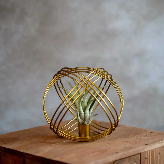 Airplantshop Bal Métal boule dorée tillandsia capitata