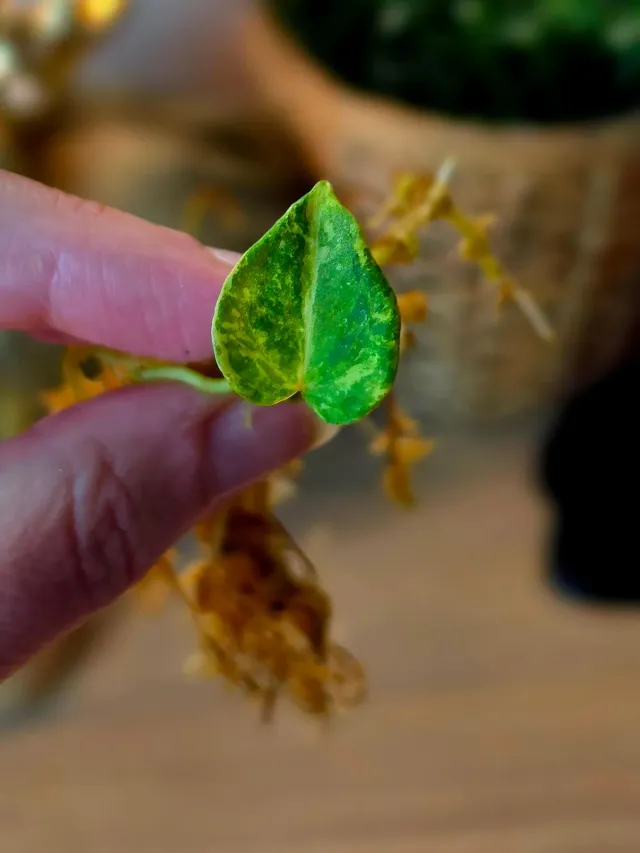 plant.ess Anthurium Quasar clone 1 feuille crème