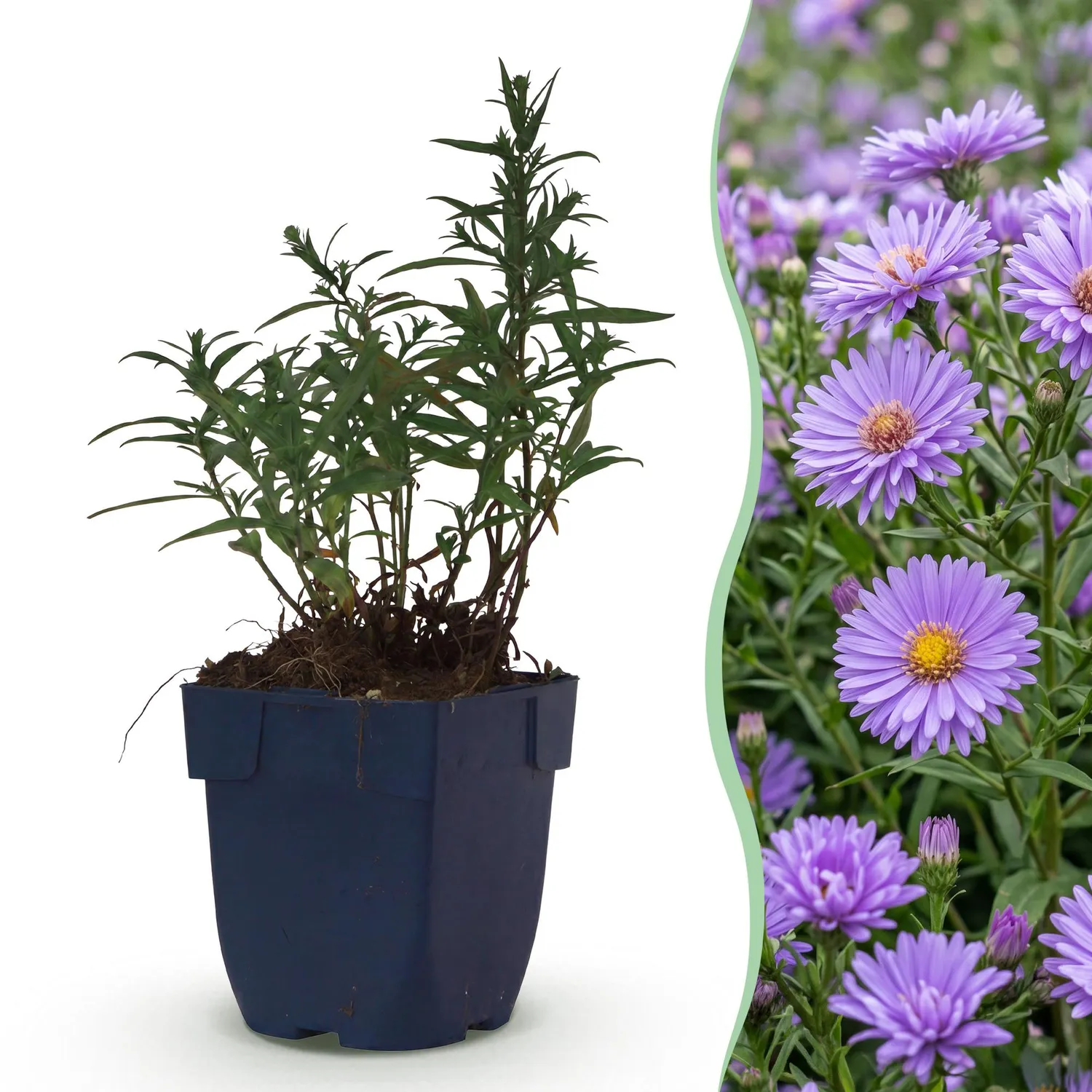 Plant and Stories Aster Méditerranée vivace pot 11 cm soleil