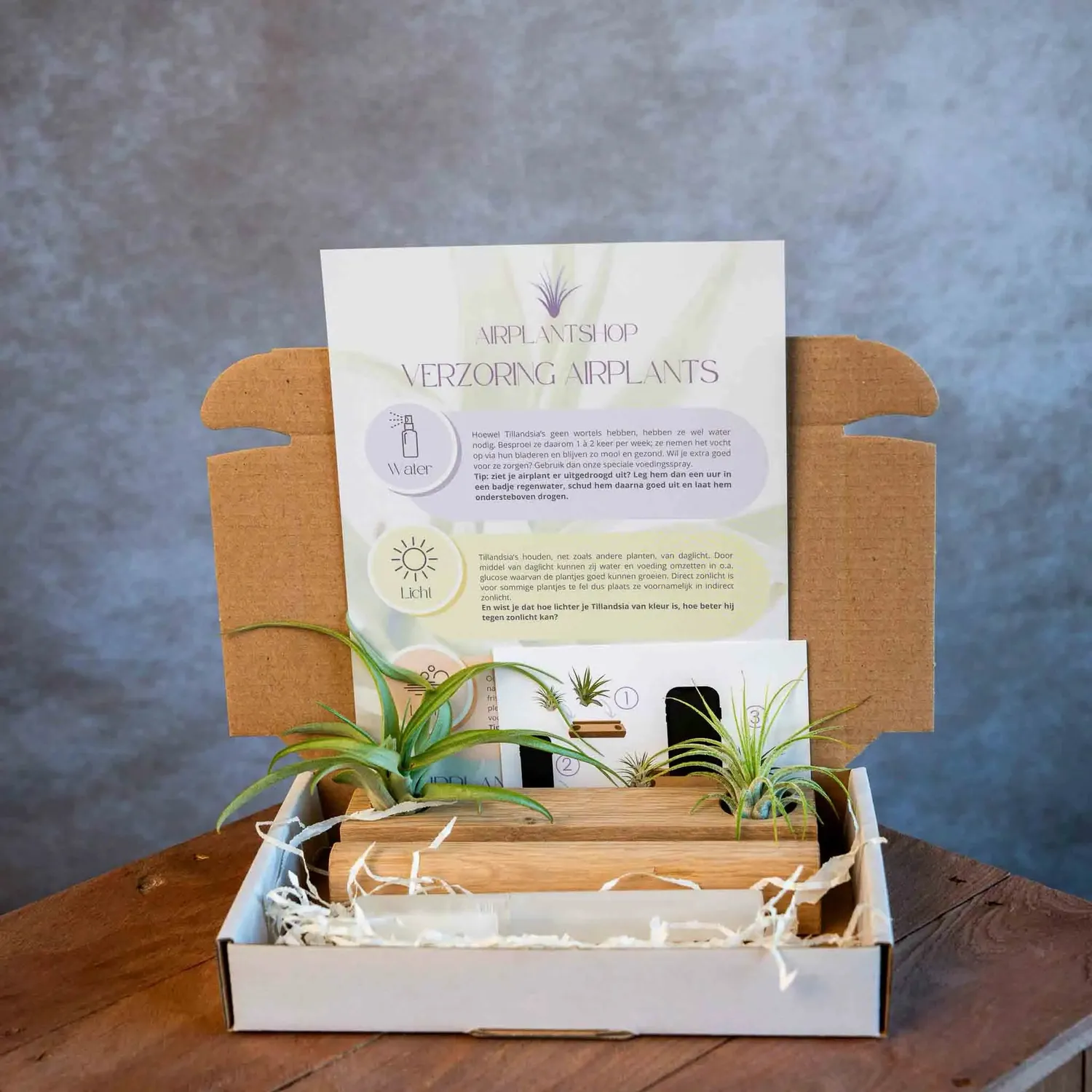 Airplantshop support téléphone bois frêne avec 2 tillandsias