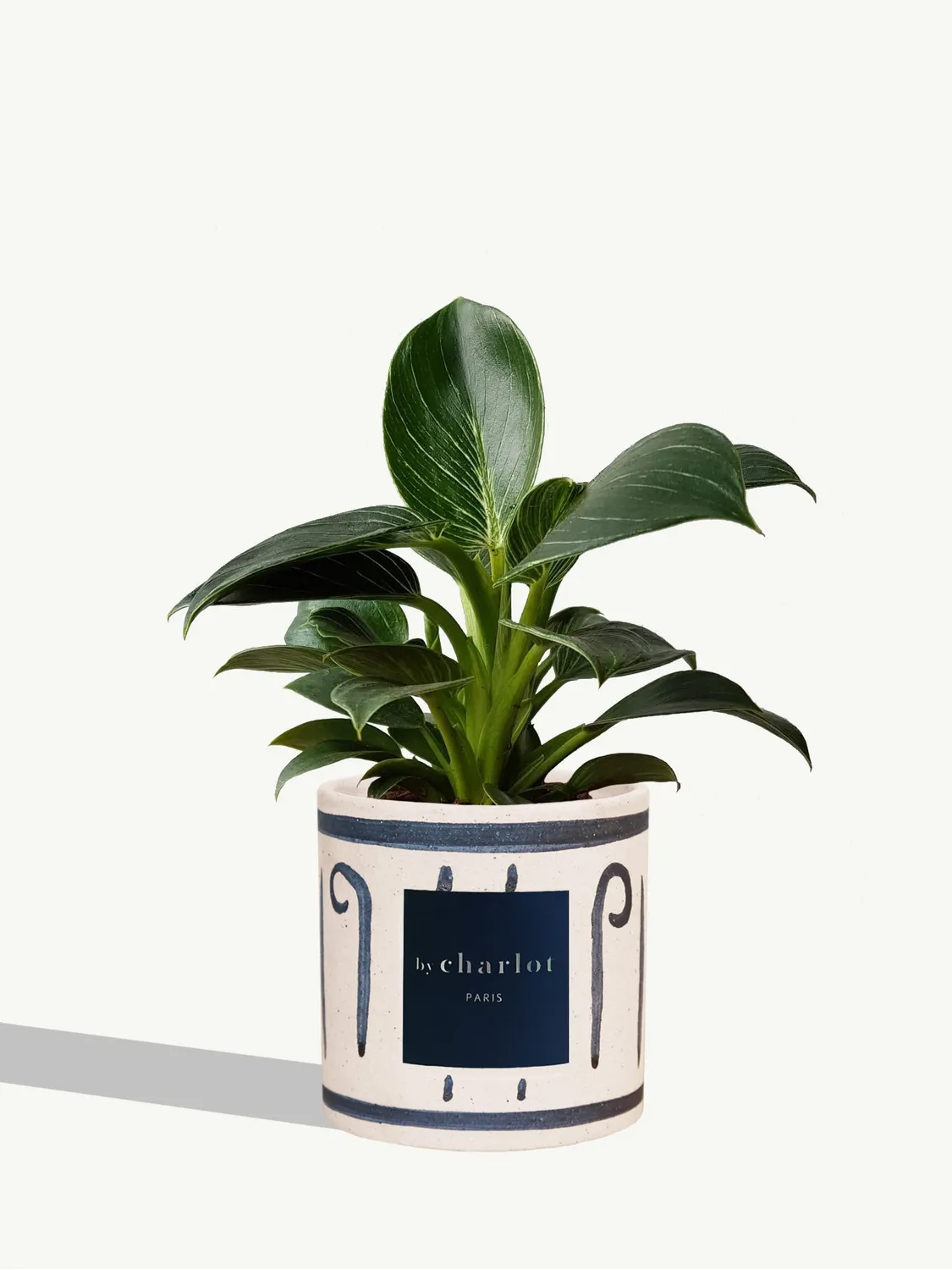 By Charlot Le Fantastique plante peperomia facile 10 cm