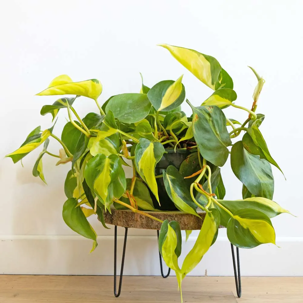 Réconciliation Végétale Margot philodendron scandens brasil retombant