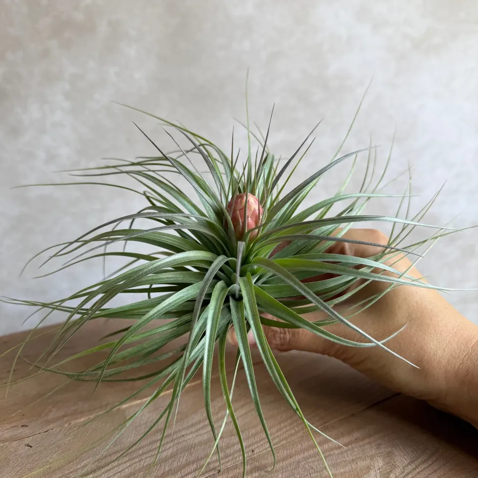 Airplantshop Cotton Candy plante aérienne hybride en fleur