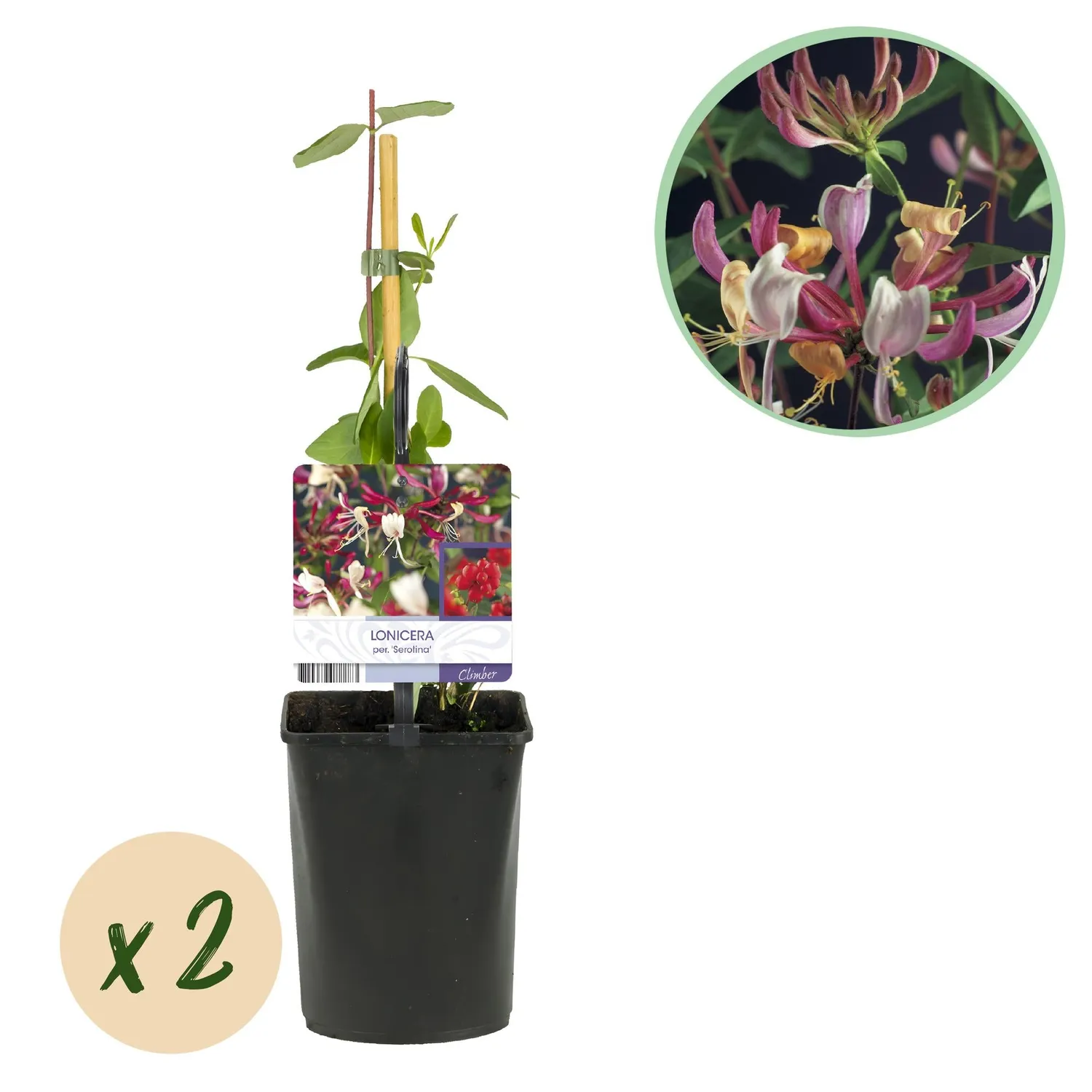 Plant and Stories Serotina chèvrefeuille parfumé lot 2 pots