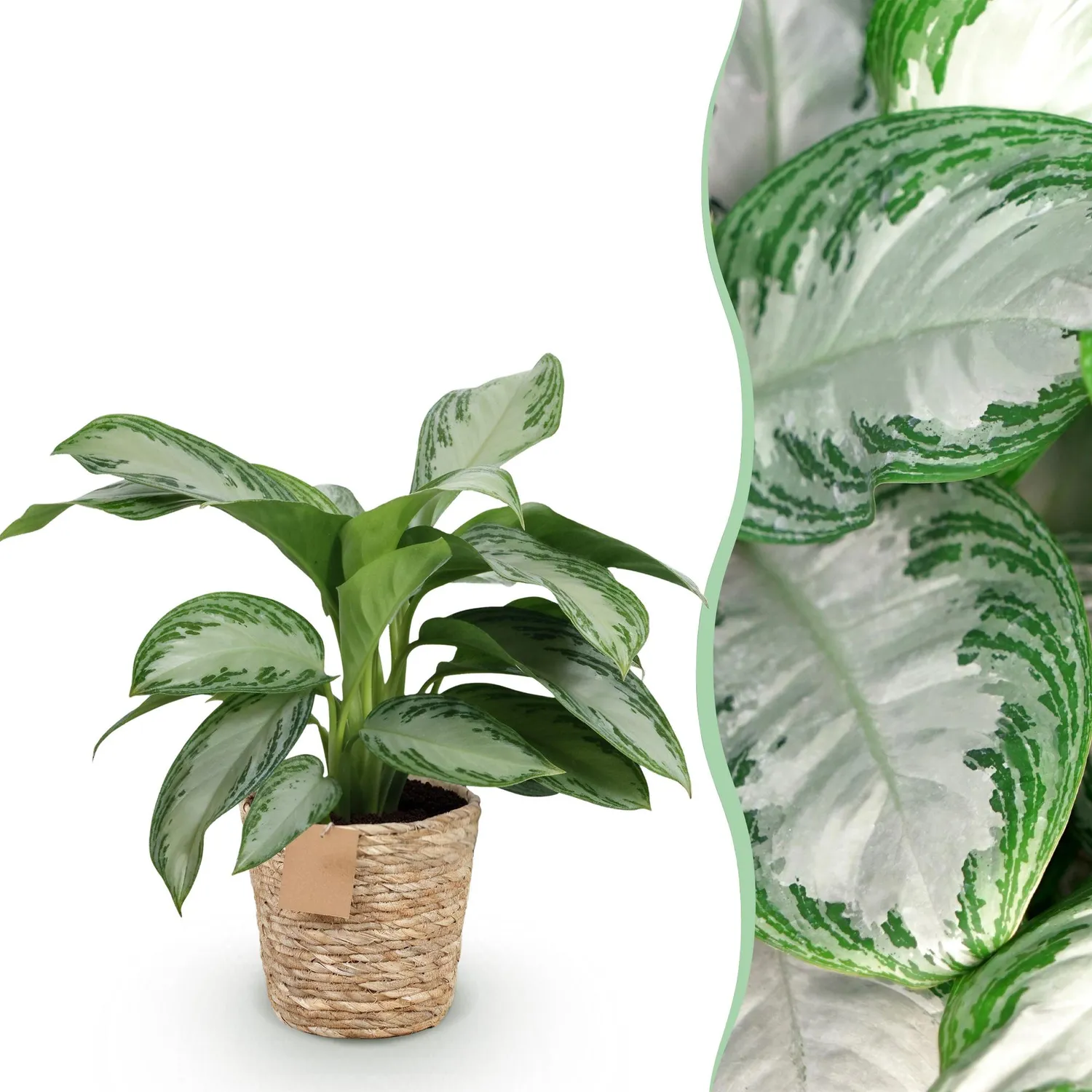 PLANT AND STORIES Silver Bay aglaonema argenté 70 cm panier