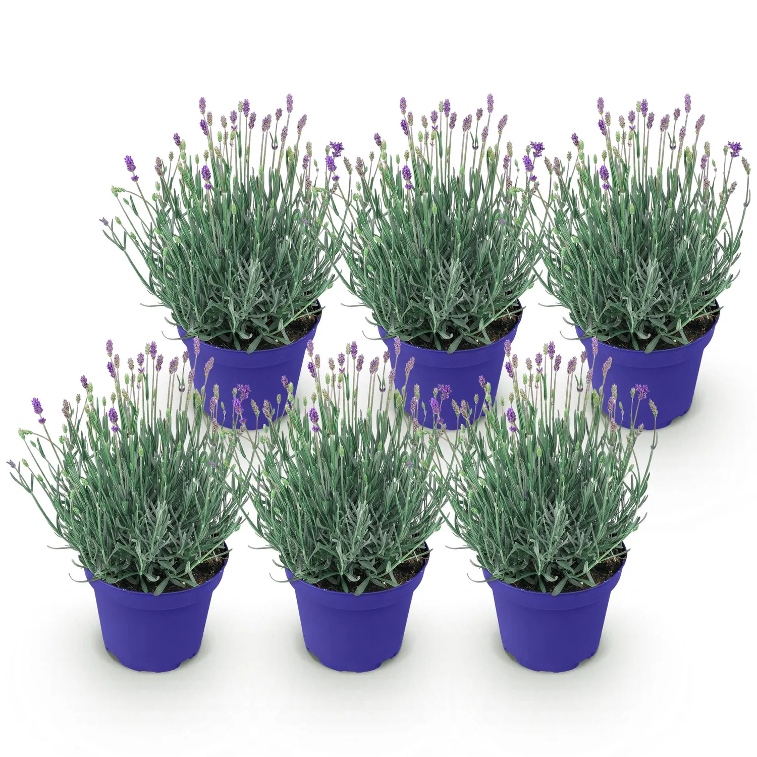 Plant and Stories Hidcote lavande pot 12 cm 1 plant rustique