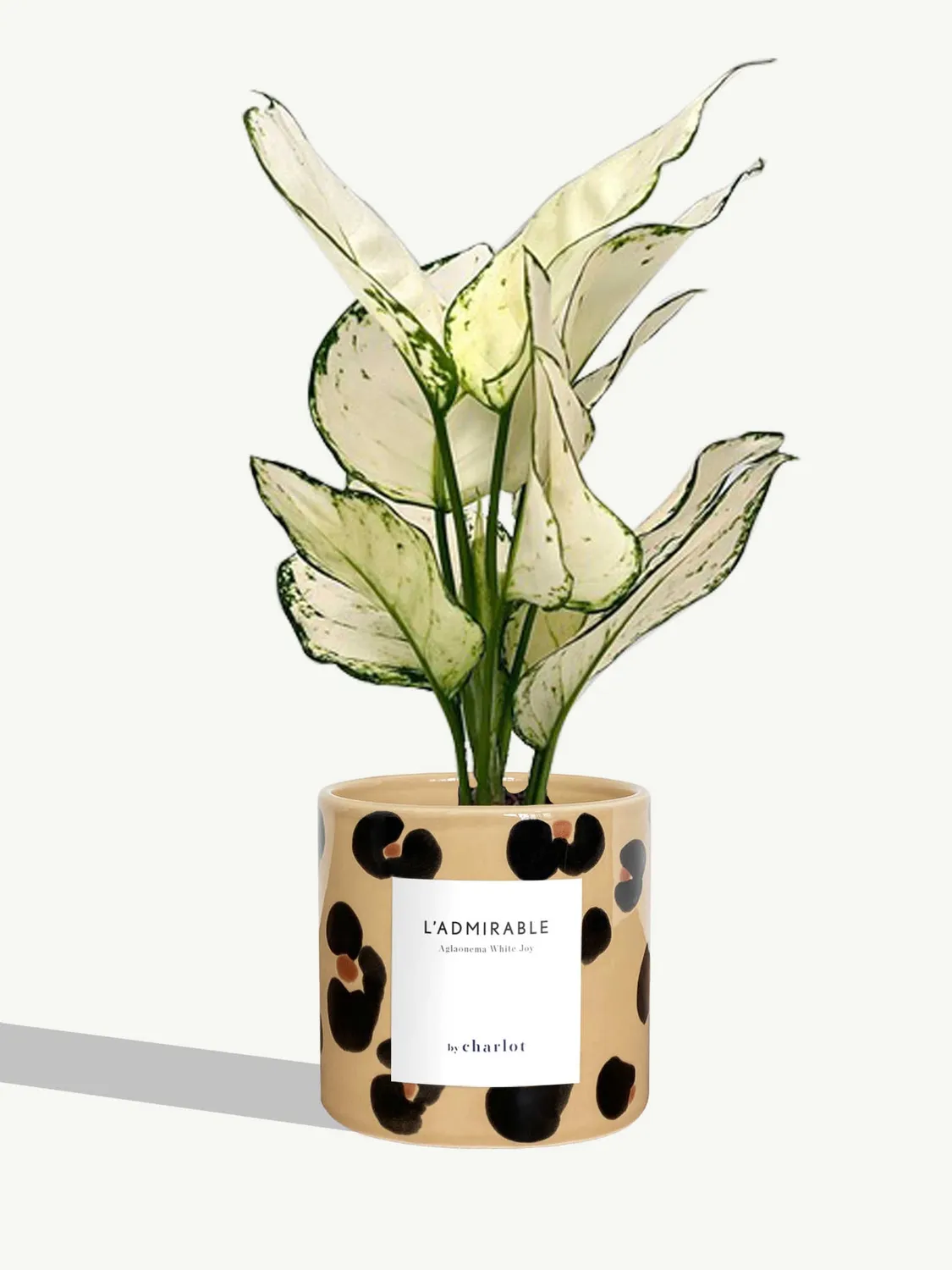 By Charlot L'Admirable Aglaonema White Joy 30-35 cm pot S