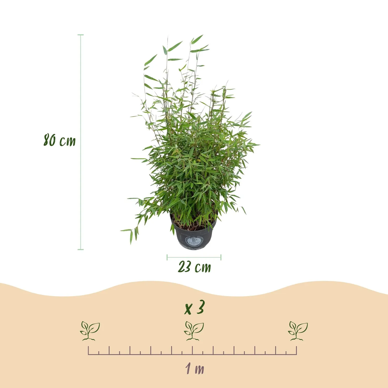 Plant and Stories Bambou Red Dragon brise-vue pot 23 cm