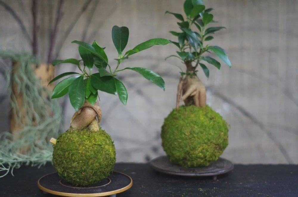 Aquaphyte Daitokuji Ichi kokedama ficus 10 cm