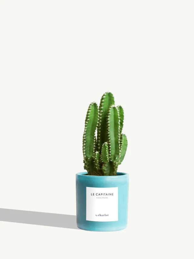 By Charlot Le Capitaine cactus cereus XS pot 8 cm