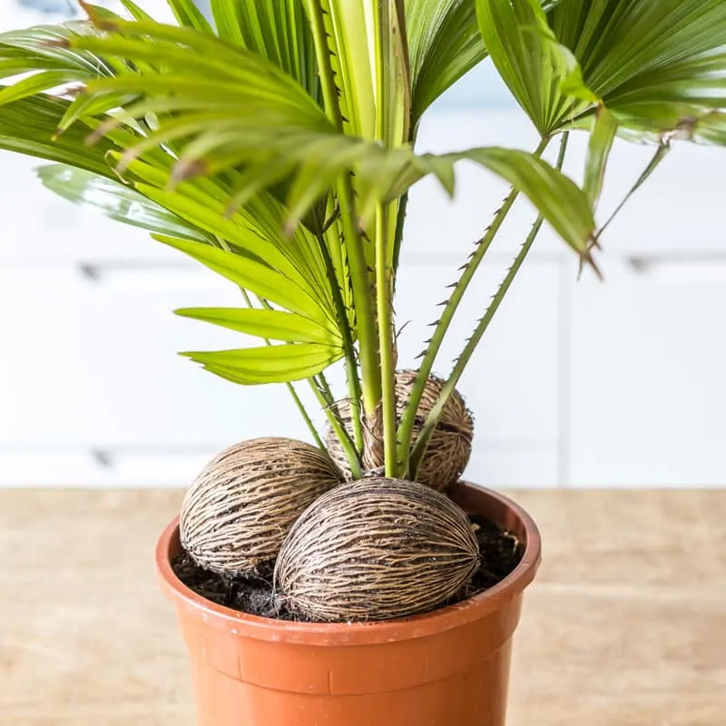 Réconciliation Végétale Paco Palmier Livistona D17 Tropical