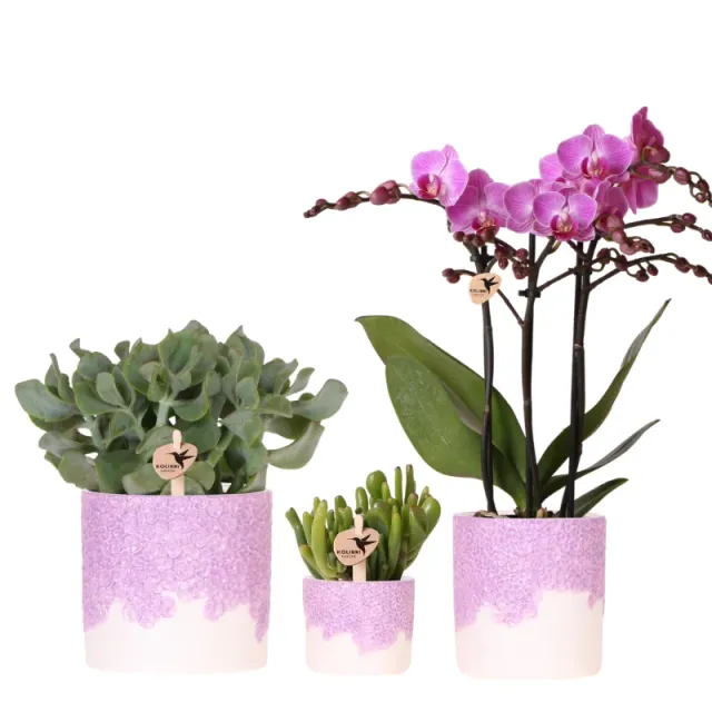 Plant and Stories Vienna orchidée Phalaenopsis violette coffret cadeau