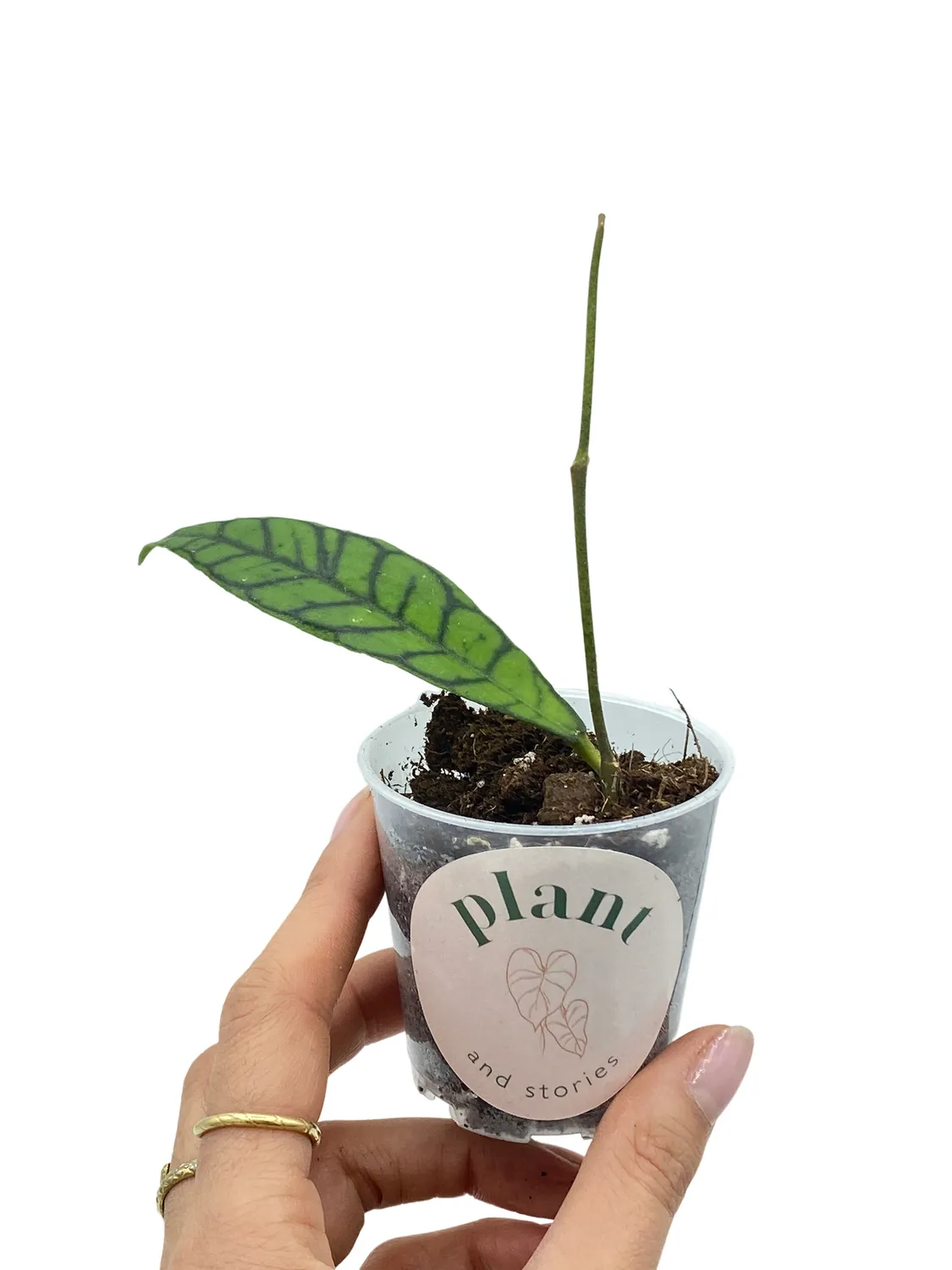 Plant and Stories Hoya Callistophylla plante pot 6 cm feuilles nervurées