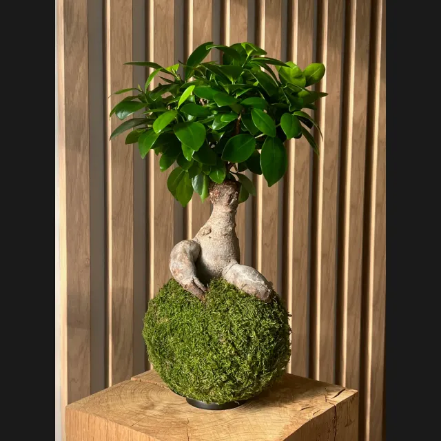 Oh My Green Ficus Ginseng kokedama mousse taille M lumineux
