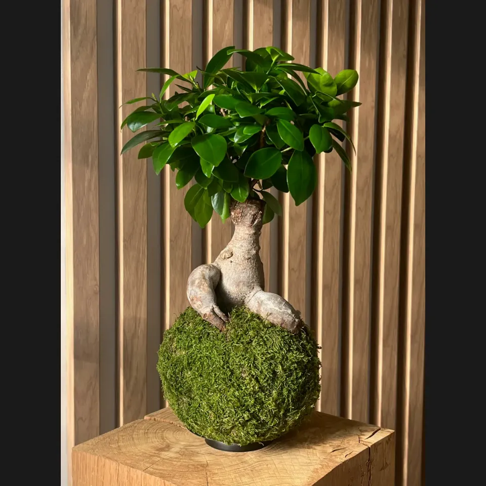 Oh My Green Ficus Ginseng kokedama mousse taille M lumineux