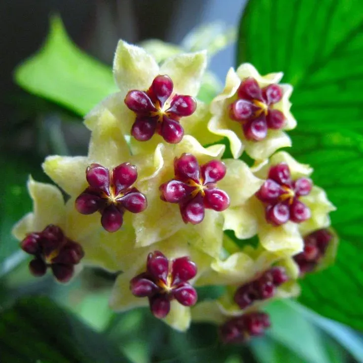 Plant and Stories Polyneura hoya plante pot 6cm feuilles nervurées
