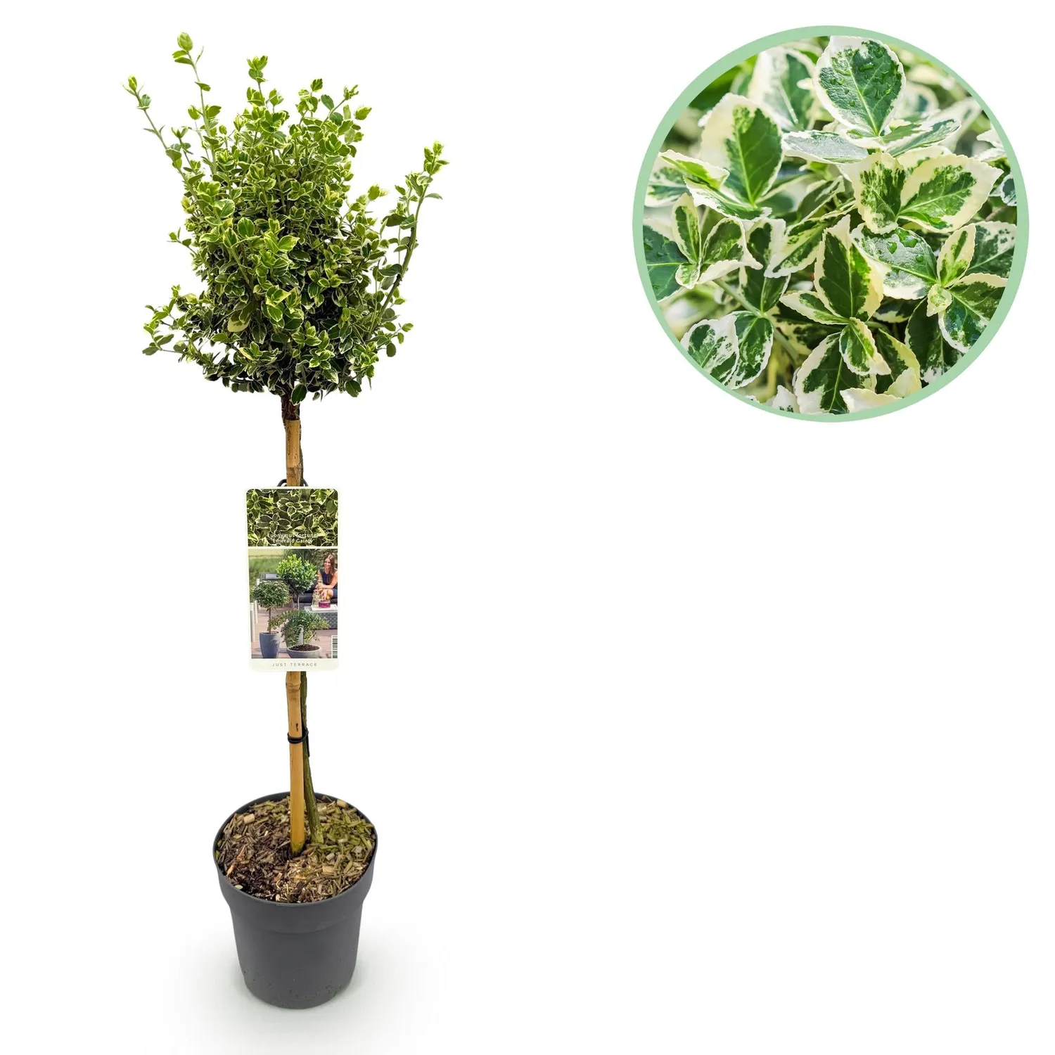 Plant and Stories Fusain Emerald Gaiety tige 90 cm pot 19 cm