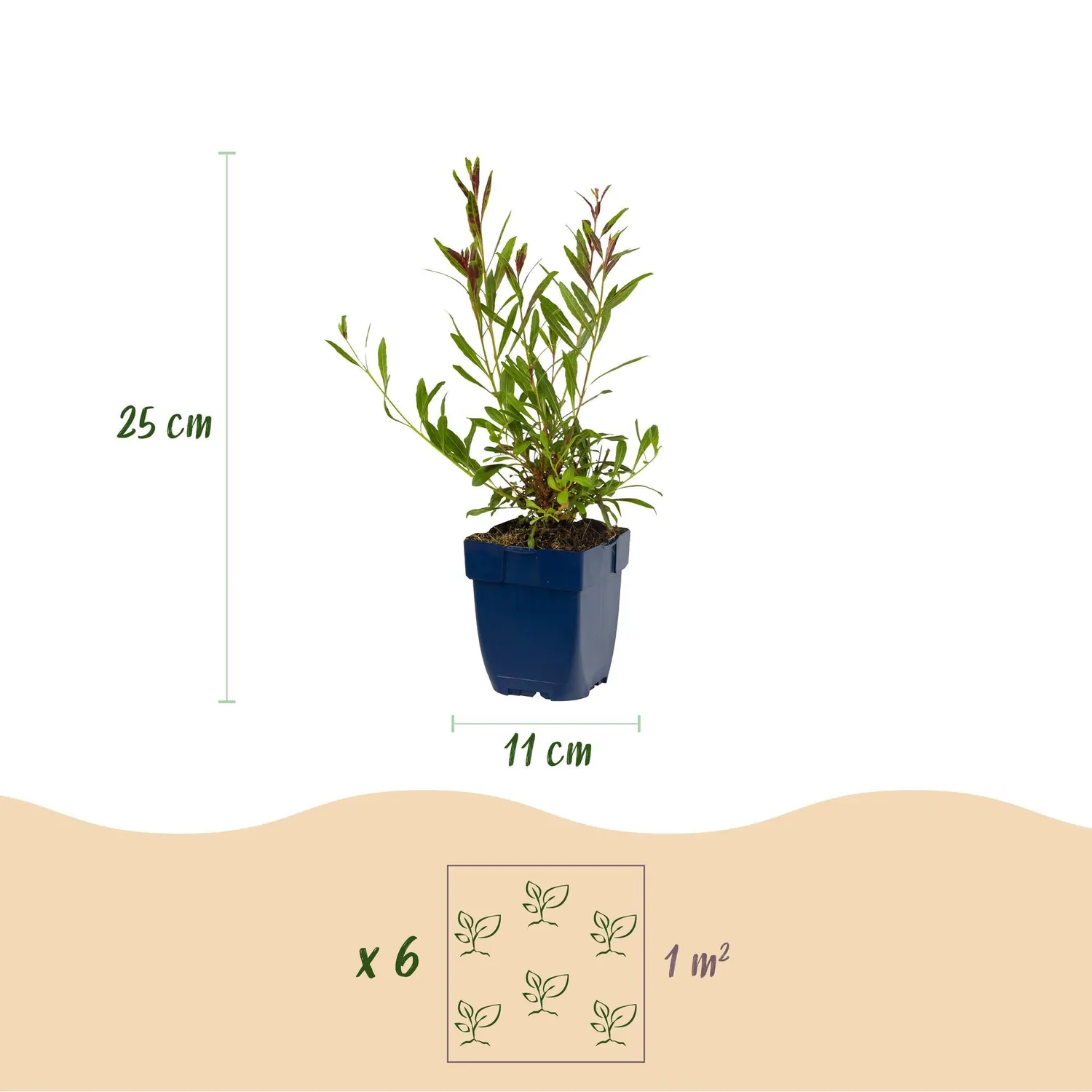 Plant and Stories Whirling Butterflies gaura vivace 1 plant