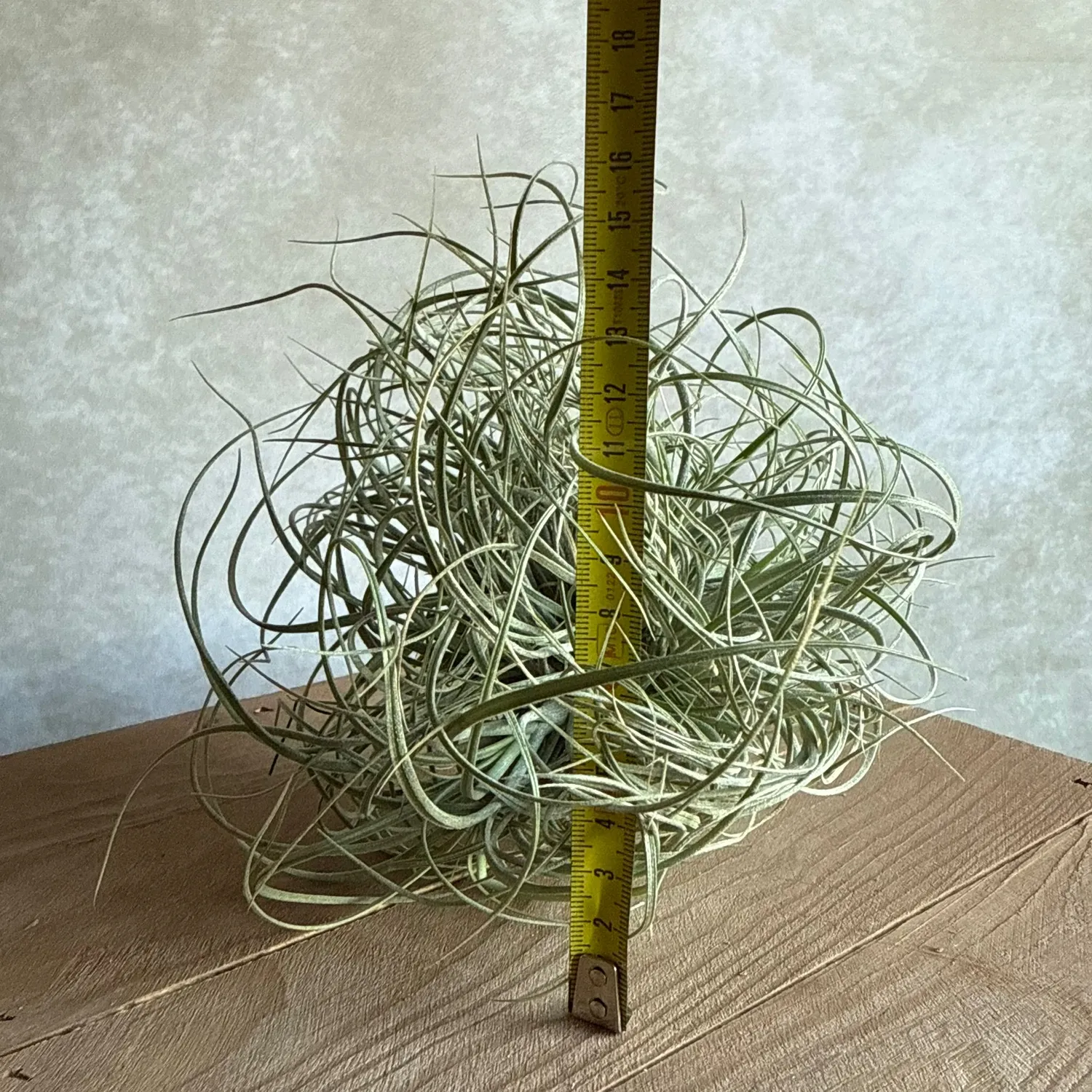 Airplantshop Tillandsia Rectifolia plante aérienne cluster