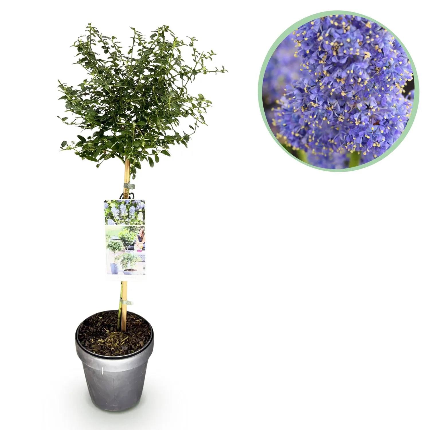 Plant and Stories Céanothe Repens arbuste fleuri pot 19 cm bleu