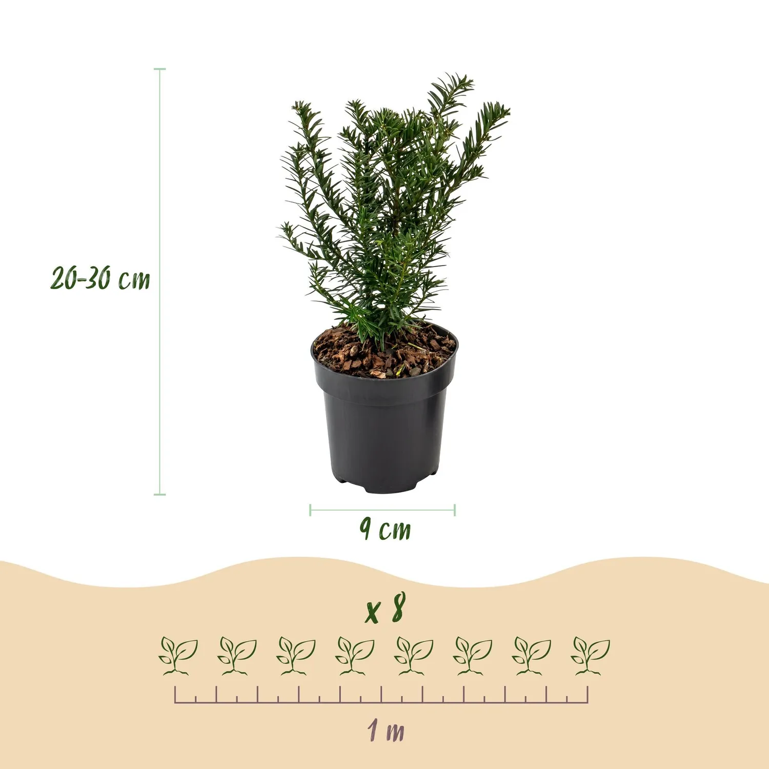 Plant and Stories Taxus baccata if commun 8 plants pot 9 cm