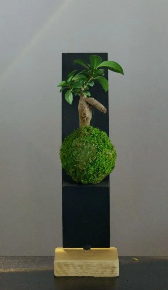 Aquaphyte Kokedama Loropéni ficus ginseng bonsaï