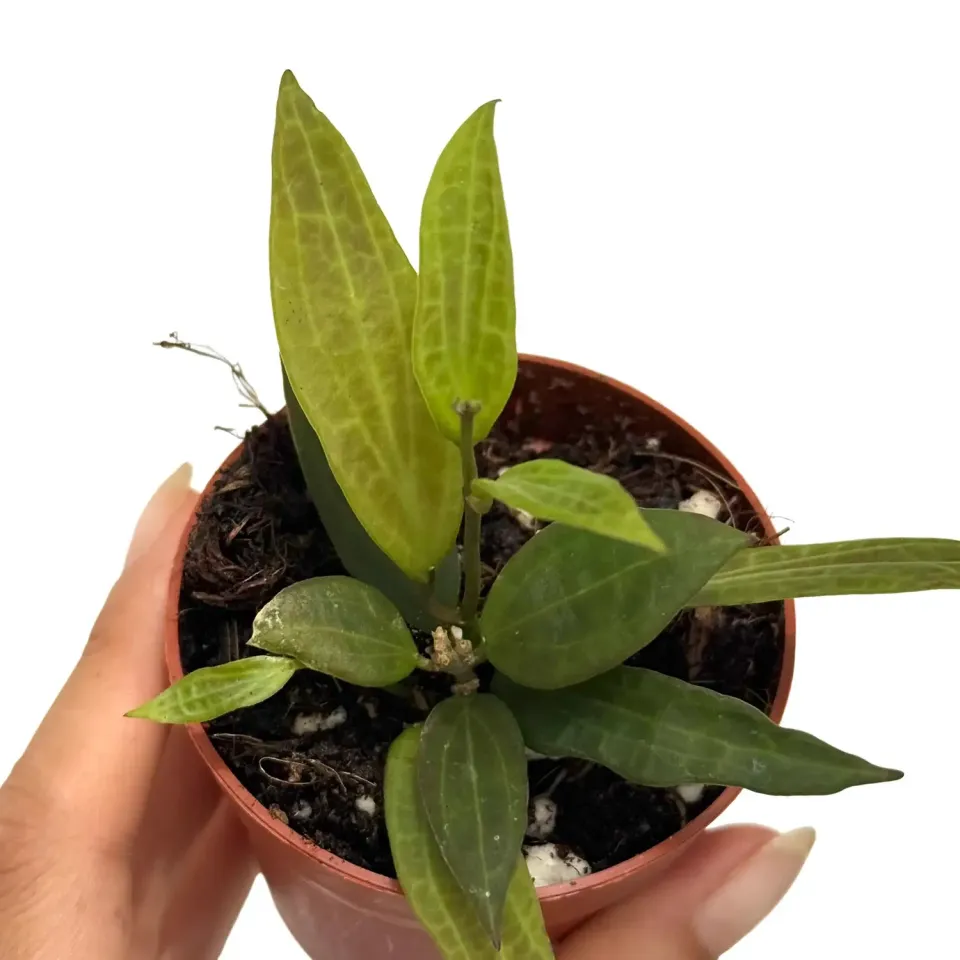 Plant and Stories Microdwarf hoya plante 7 cm miniature
