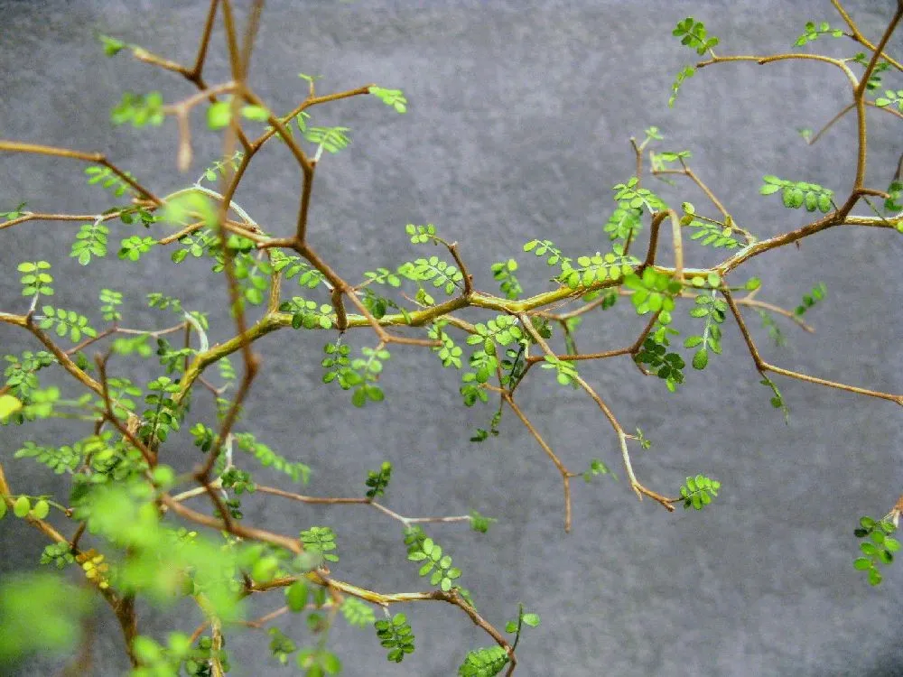 AQUAPHYTE Shosei-en San kokedama sophora extérieur