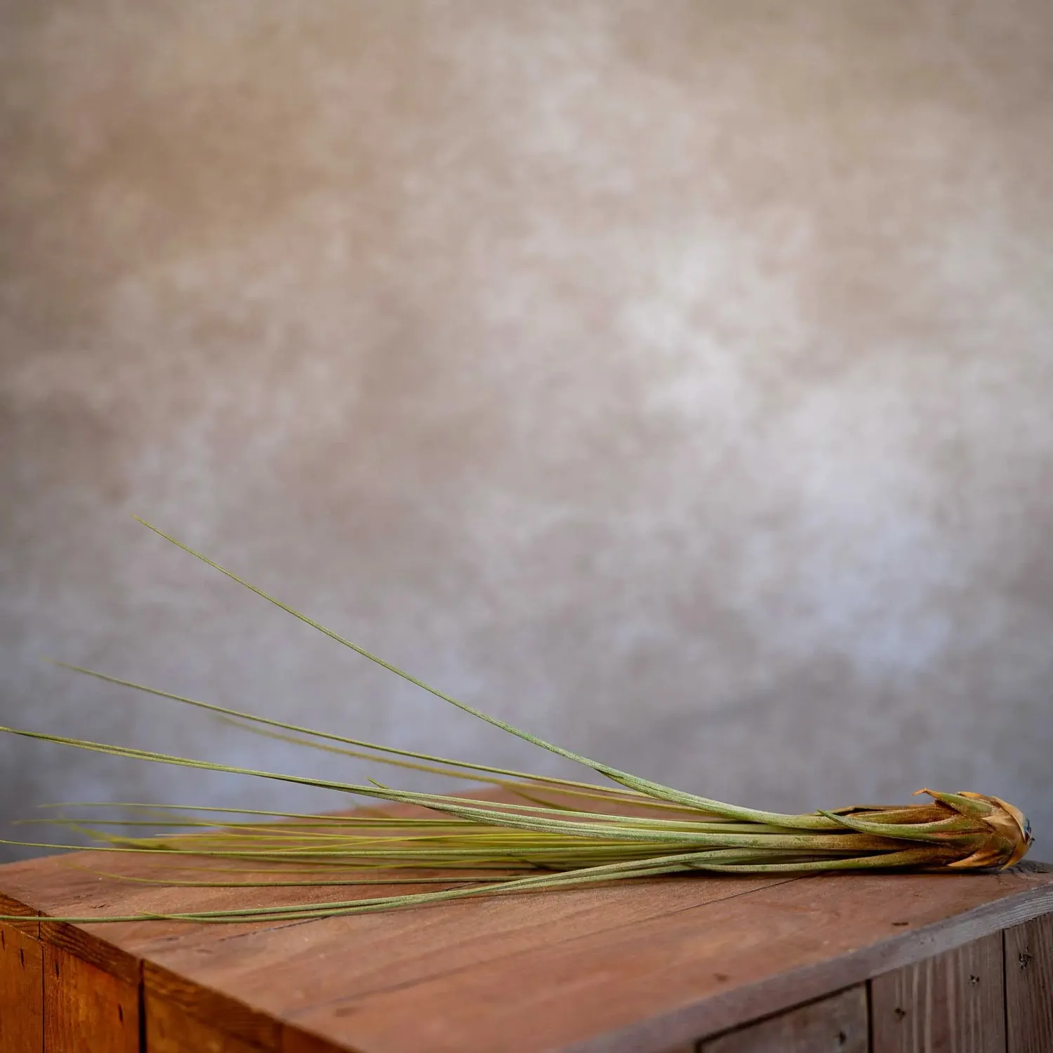 Airplantshop Juncea tillandsia plante aérienne XL