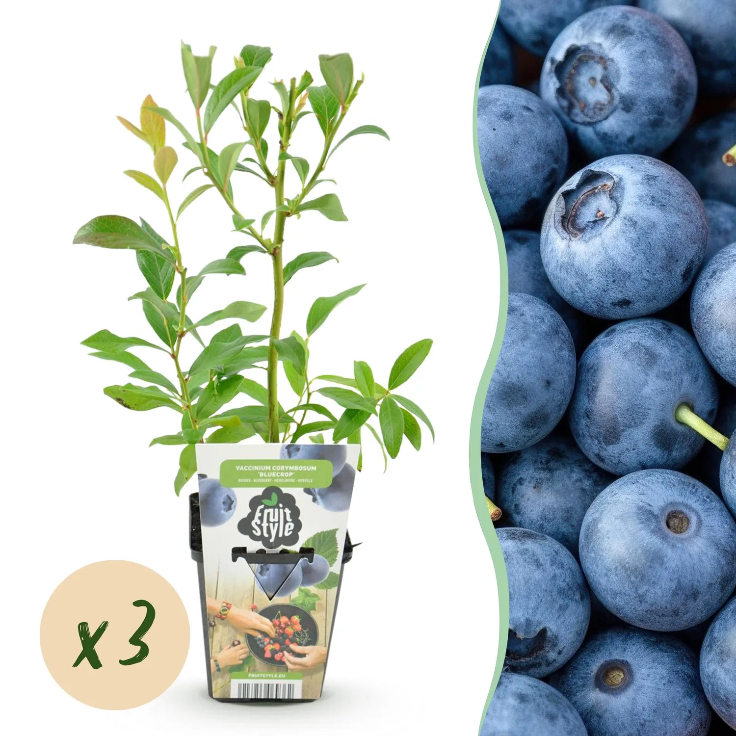 Plant and Stories Bluecrop myrtillier 3 plants fruitier rustique