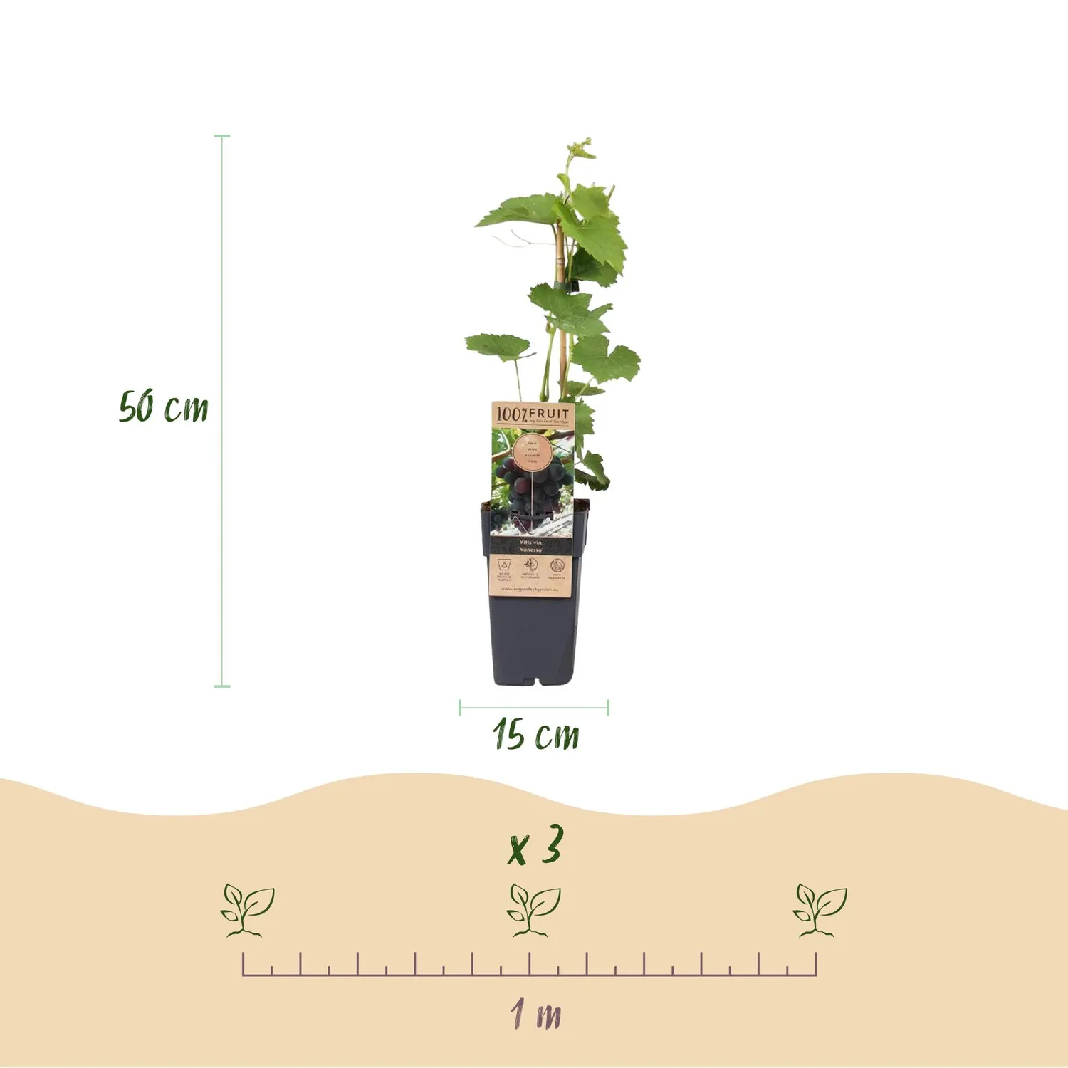 Plant and Stories Vigne Vanessa raisin fruitier lot 2 plants bleus