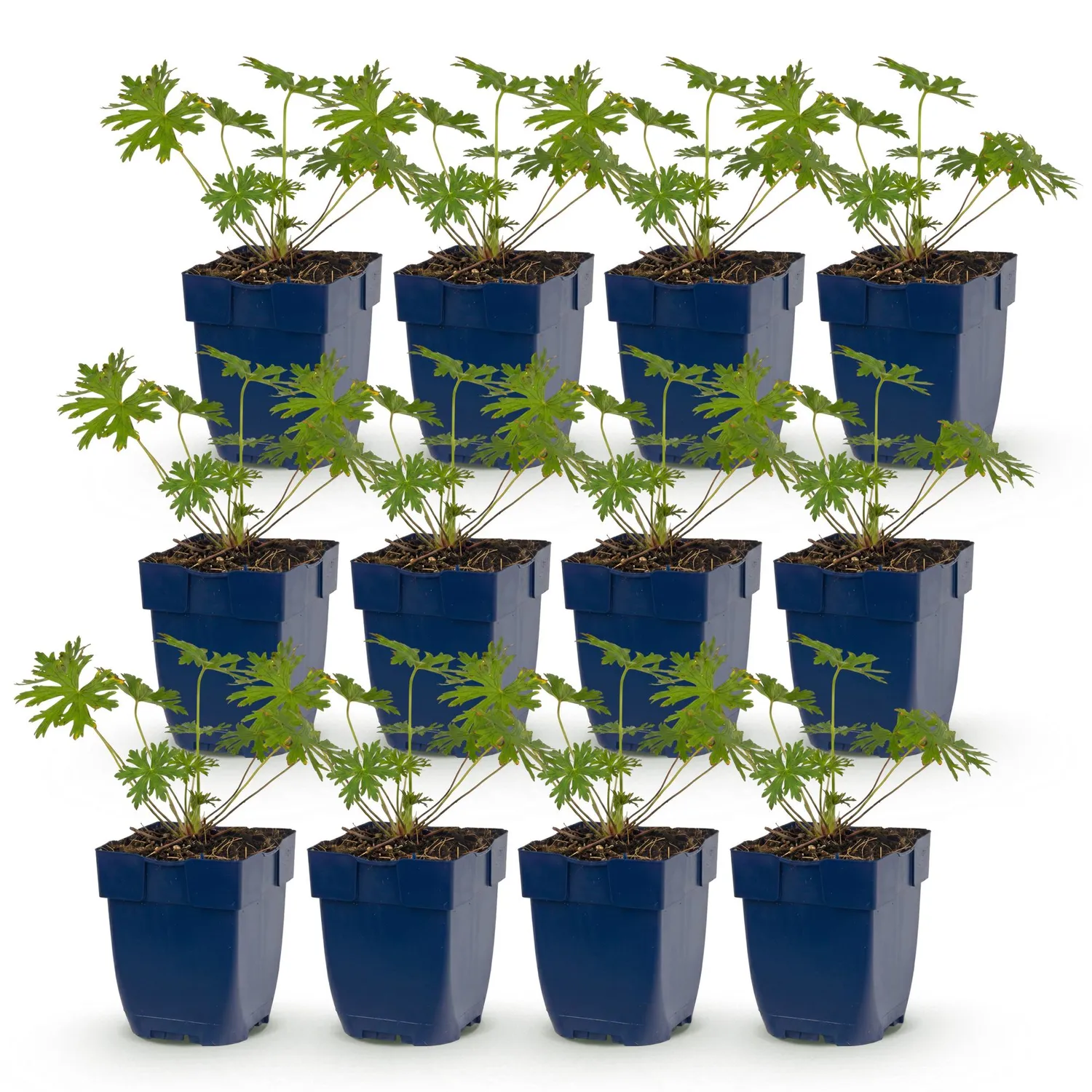 PLANT AND STORIES Géranium Johnson's Blue vivace pot 11 cm 1 plant