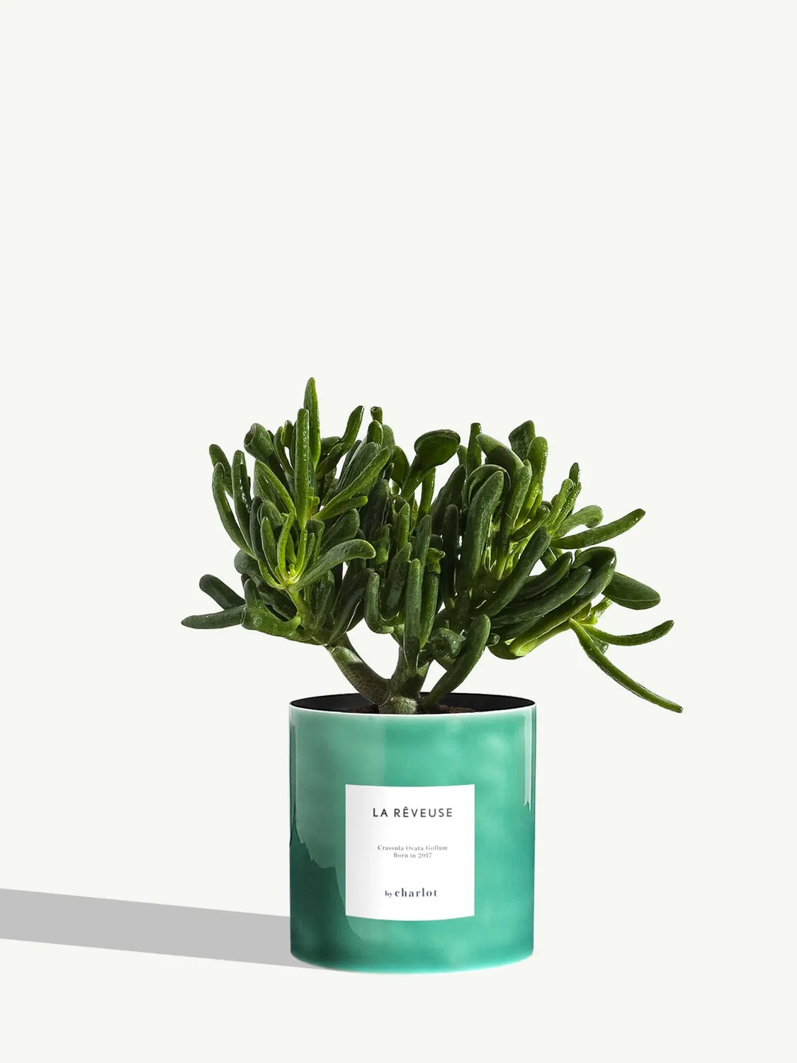 By Charlot La Rêveuse plante d'intérieur standard