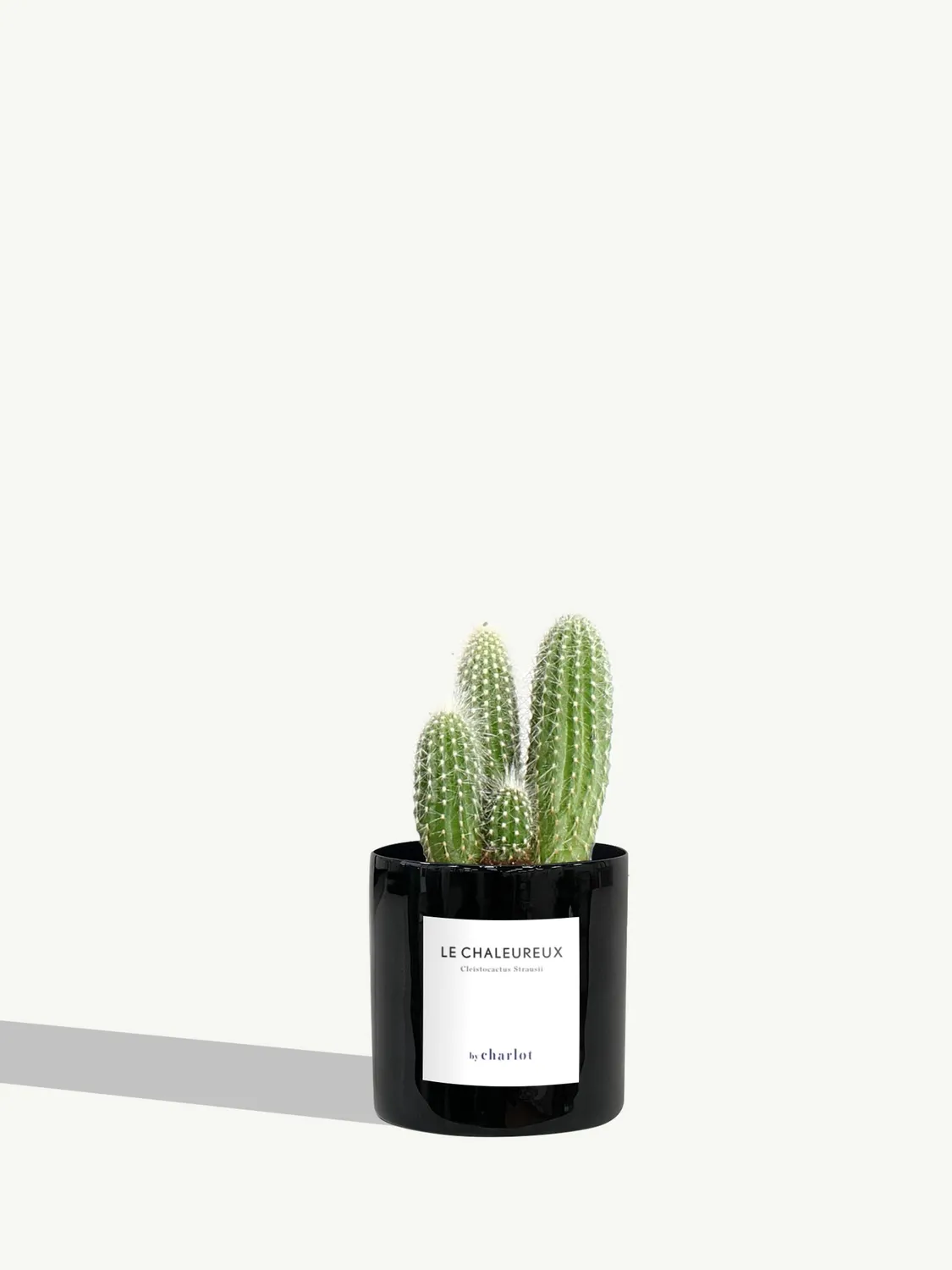 By Charlot Le Chaleureux cactus cierge XS pot 8 cm