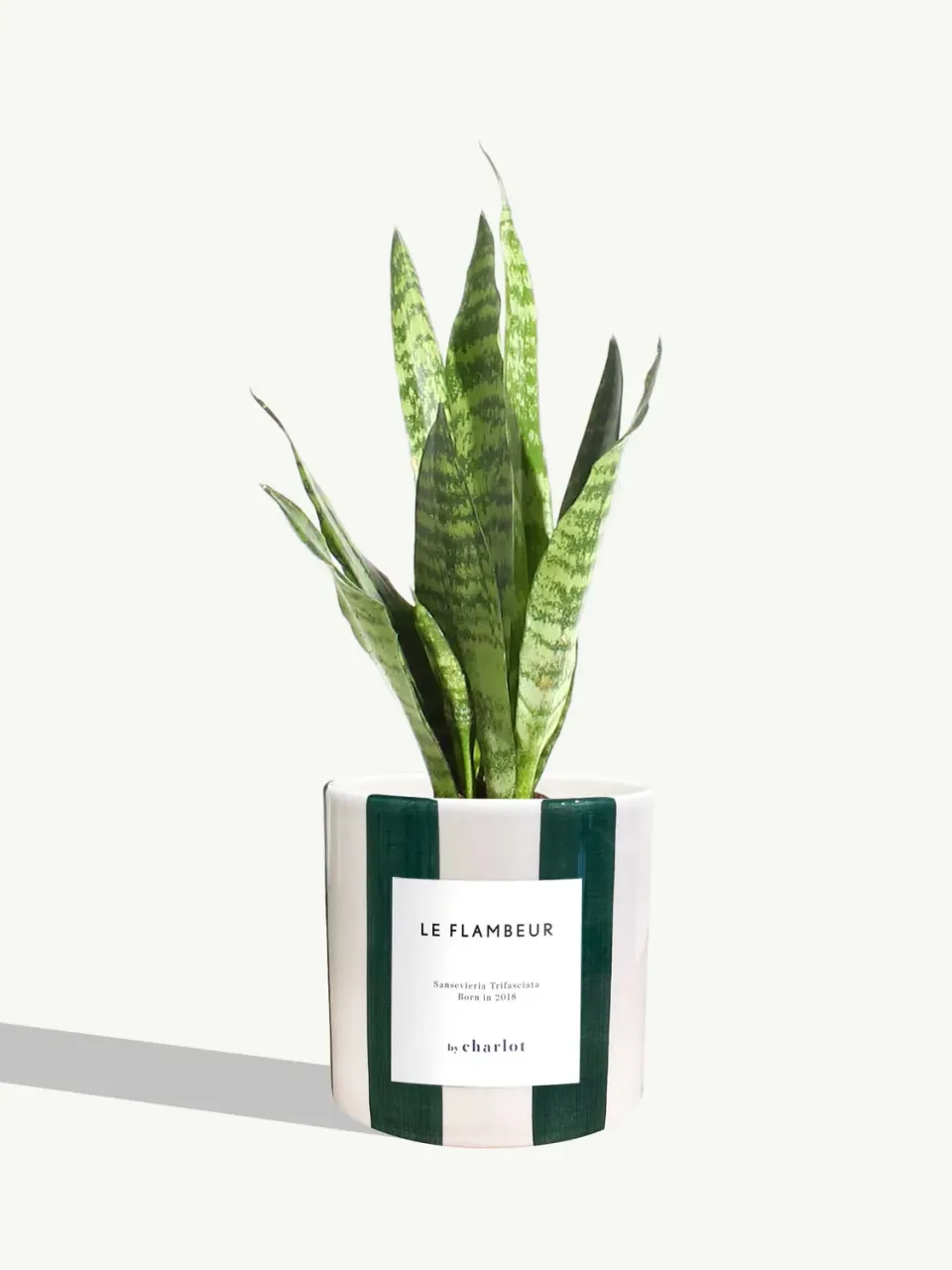 By Charlot Le Flambeur plante verte céramique vert rayé