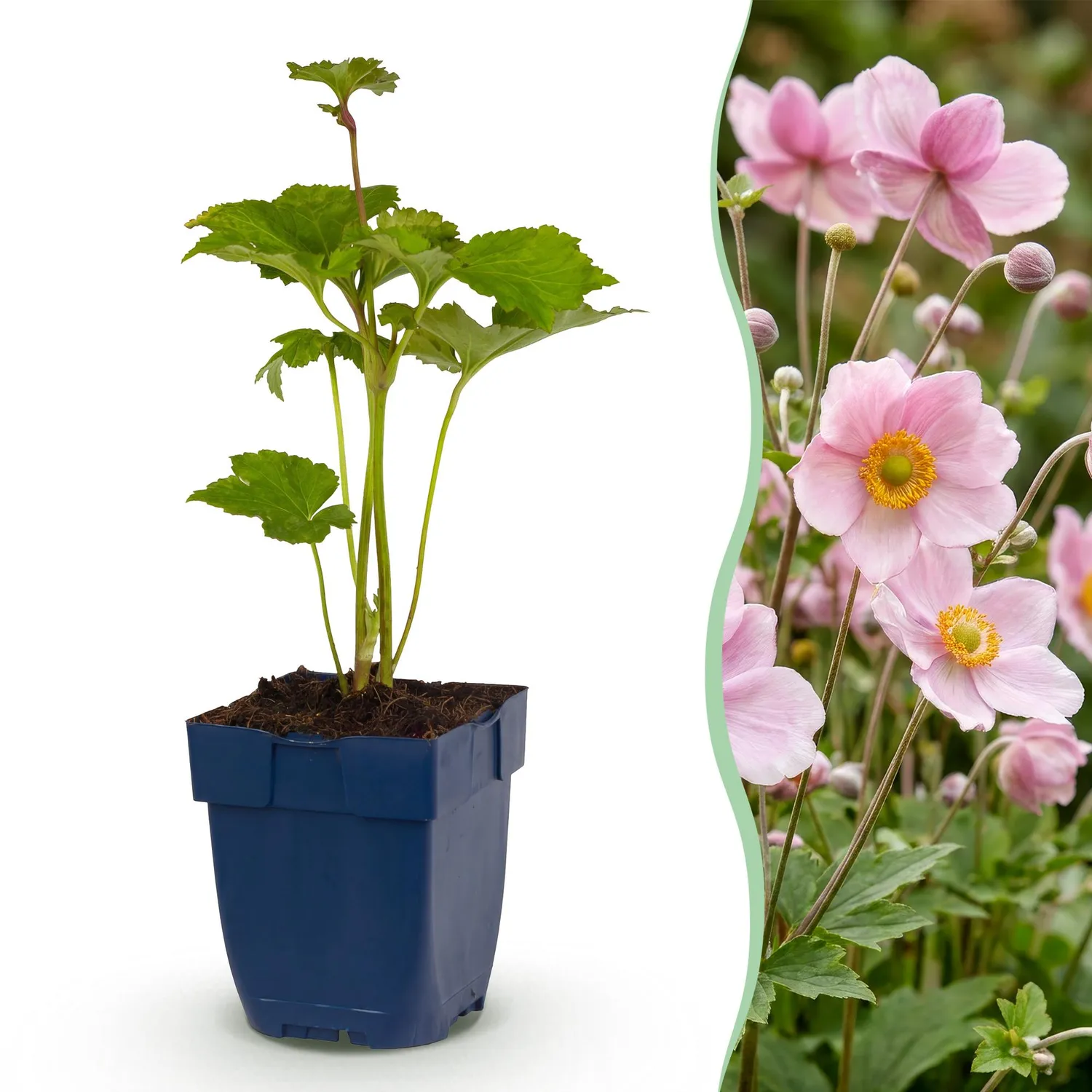 Plant and Stories Anémone Königin Charlotte vivace 1 plant rose