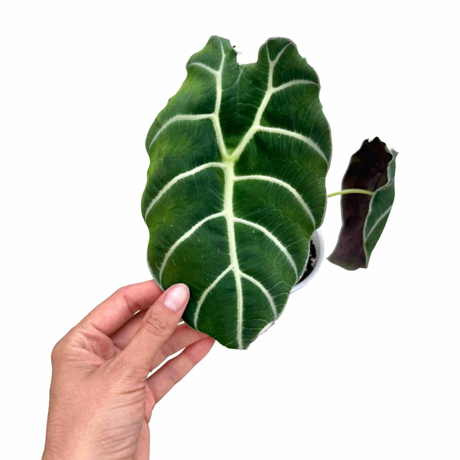 Plant and Stories Watsoniana alocasia vert foncé pot 12 cm