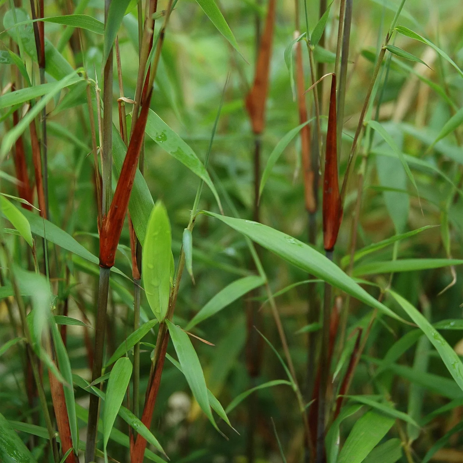 Plant and Stories Fargesia Asian Wonder bambou 2 plants non traçant