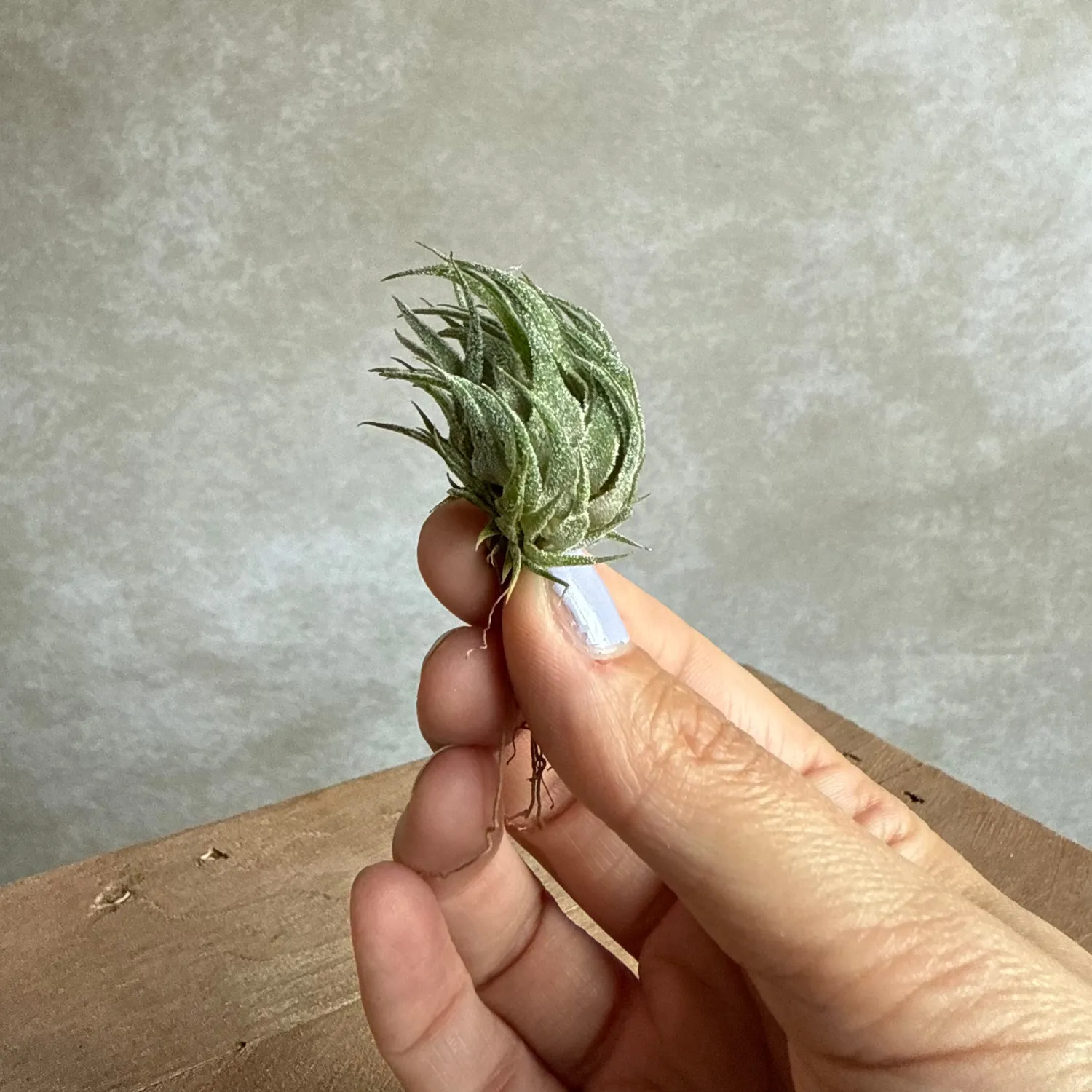 Airplantshop Tillandsia sprengeliana plante aérienne rare