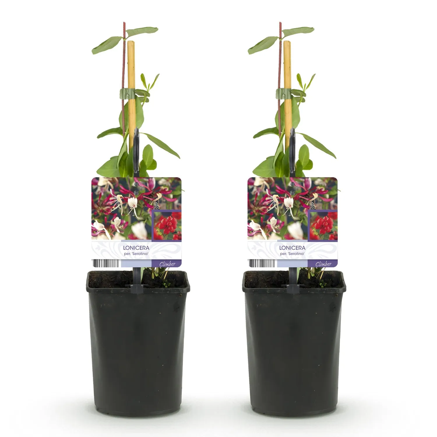 Plant and Stories Serotina chèvrefeuille parfumé lot 2 pots