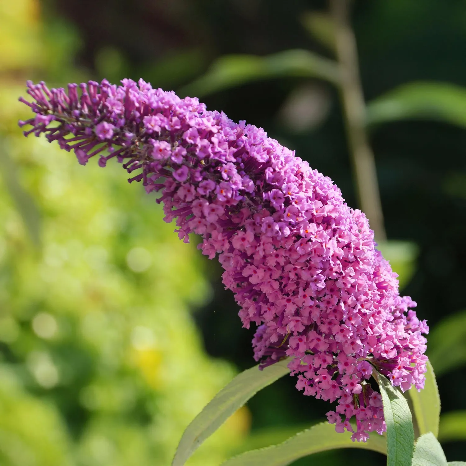 Plant and Stories Pink Delight buddleia arbuste 1 plant pot 17 cm