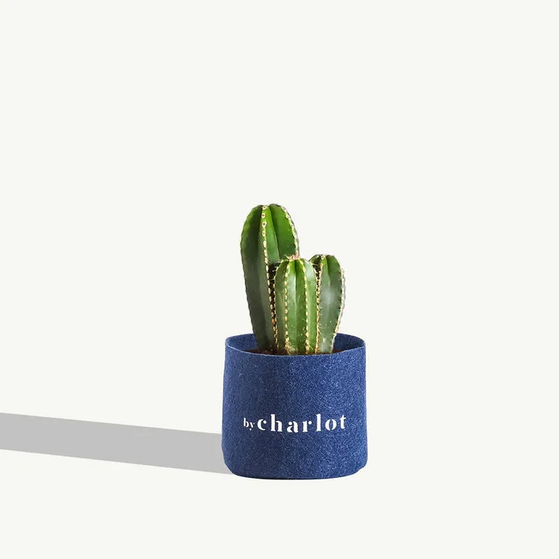 By Charlot Le Dandy cactus XS Lemaireocereus 9 cm