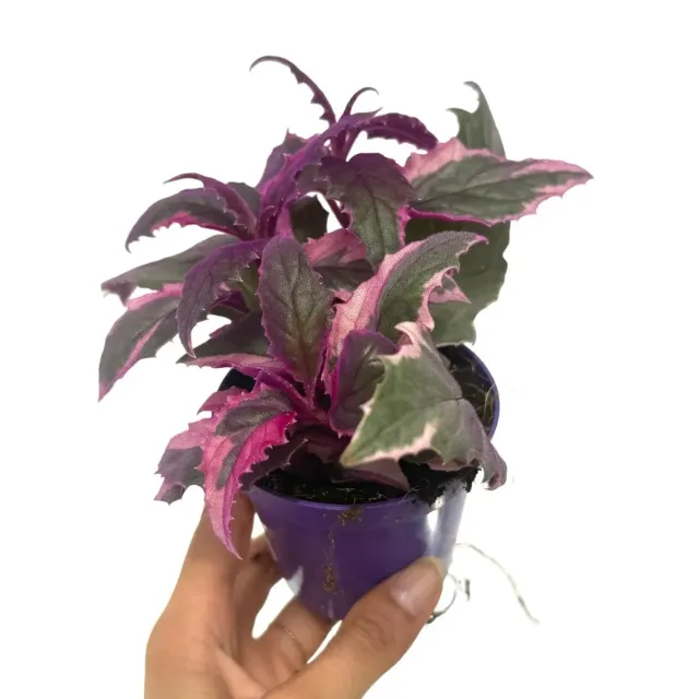 Plant and Stories Gynura Aurantiaca Purple Passion plante pot 8 cm velours