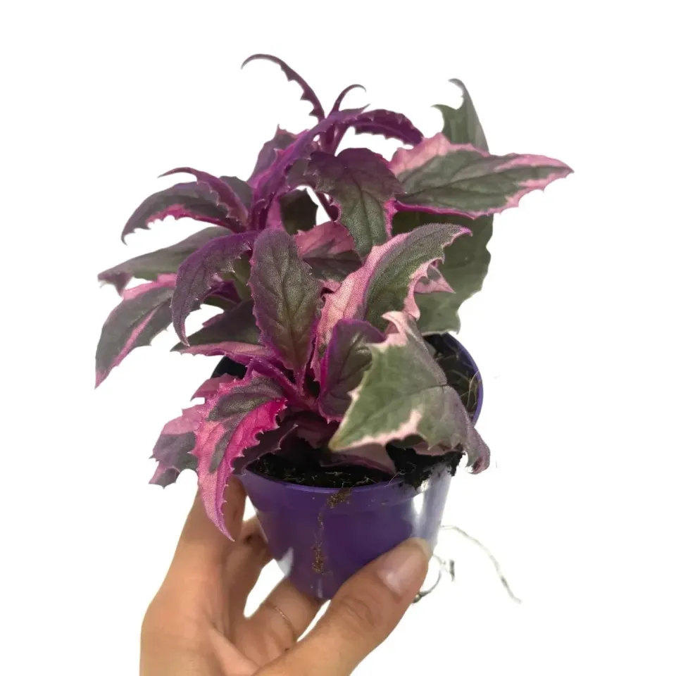 Plant and Stories Gynura Aurantiaca Purple Passion plante pot 8 cm velours