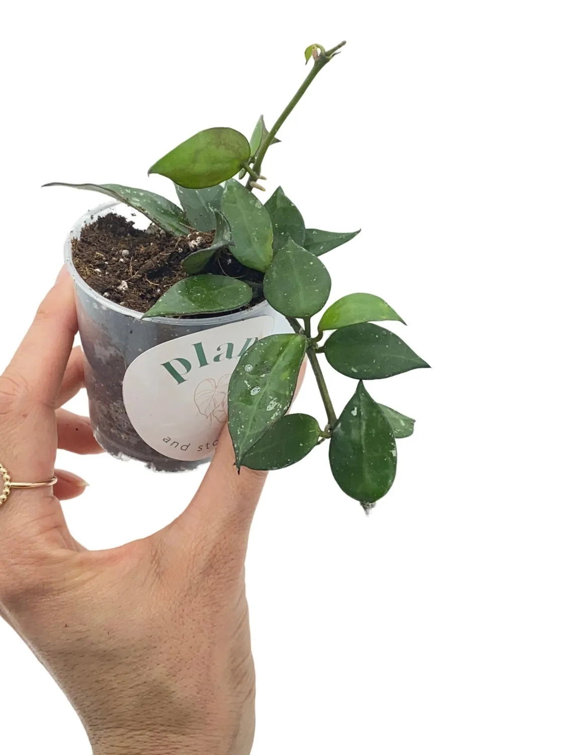 Plant and Stories Krohniana hoya argenté pot 6 cm
