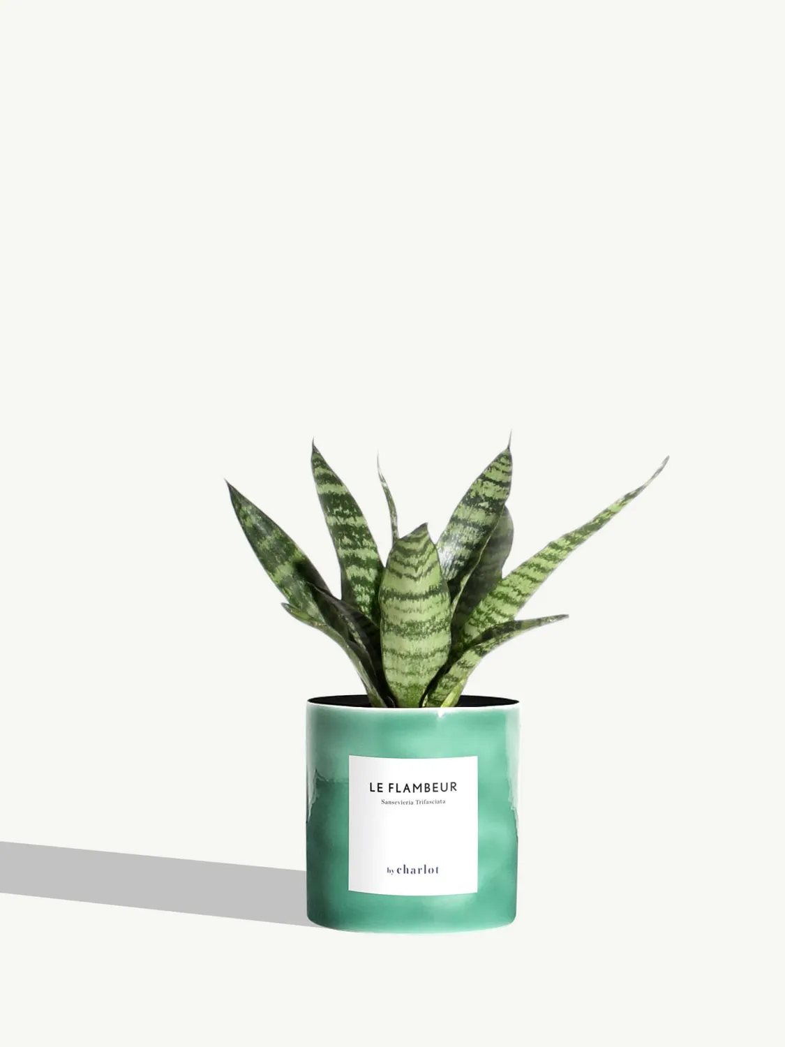 By Charlot Le Flambeur petite plante sansevieria XS