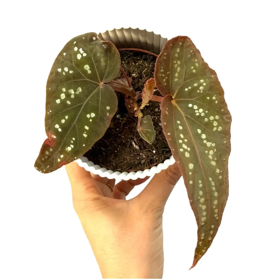Plant and Stories Begonia Pandora bégonia pot 8 cm cuivré