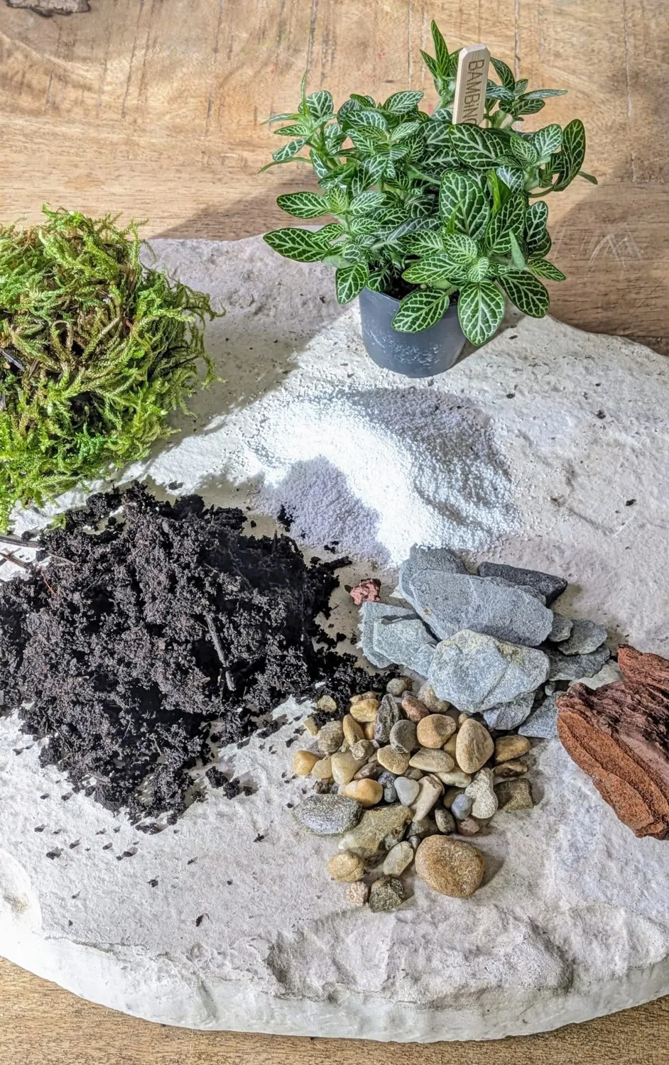 Réconciliation Végétale recharge terrarium petit modèle 1 plante
