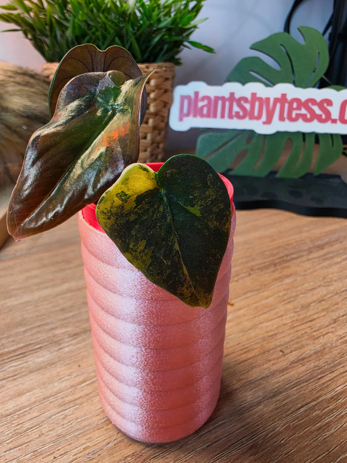 plant.ess Alocasia Cuprea Gold plante 3 feuilles panachée dorée