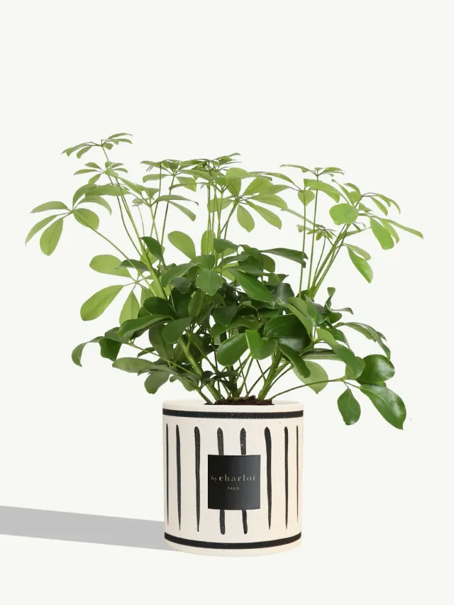 By Charlot La Pétillante plante céramique noire